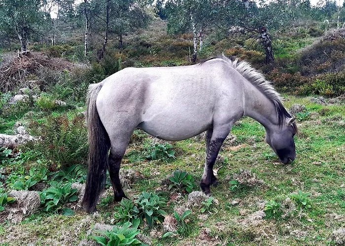 Fewo Schwarzwald Von Oben - Kniebis